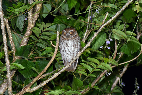 Puerto Rican Owl (Gymnasio nudipes), photo 6
