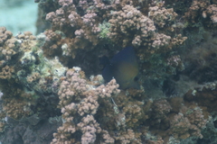 Zebrasoma scopas