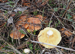 Suillus granulatus