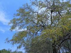 Libidibia paraguariensis