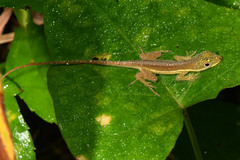 Anolis krugi