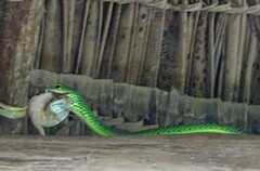 Philothamnus punctatus