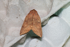 Thyas juno