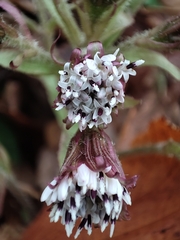 Petasites pyrenaicus