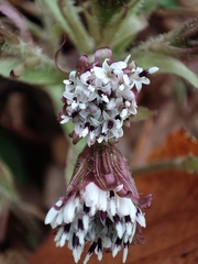 Petasites pyrenaicus