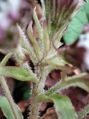 Petasites pyrenaicus