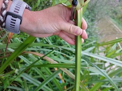 Cyperus dives