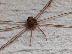 Dicranopalpus ramosus