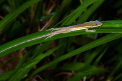Anolis krugi