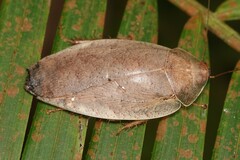 Pseudophoraspis nebulosa