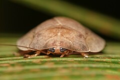 Pseudophoraspis nebulosa