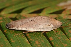 Pseudophoraspis nebulosa