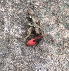 Pyrrhocoridae