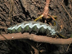 Citheronia brissotii