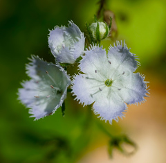 Phacelia purshii