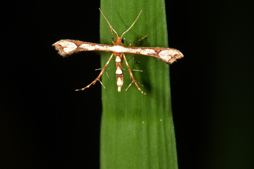 Ochyrotica fasciata