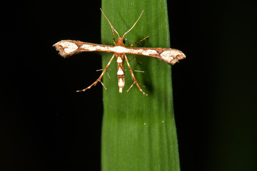 Ochyrotica fasciata