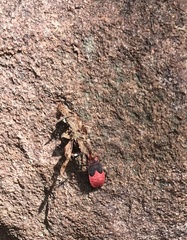 Pyrrhocoridae