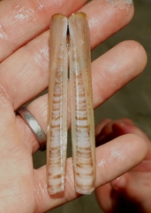 Ensis