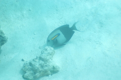 Acanthurus olivaceus