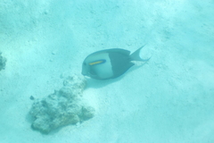 Acanthurus olivaceus