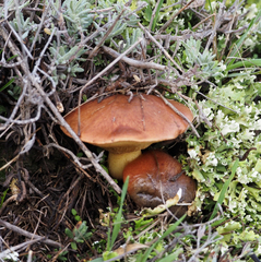 Suillus granulatus
