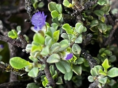 Polygala asbestina