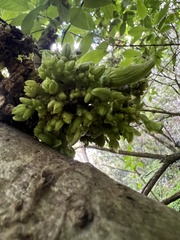 Vasconcellea pubescens
