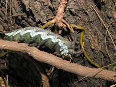 Citheronia brissotii