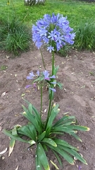 Agapanthus