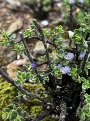 Polygala asbestina
