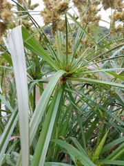Cyperus dives