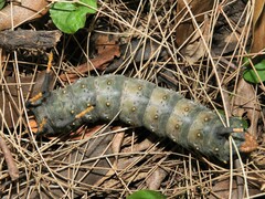 Citheronia brissotii