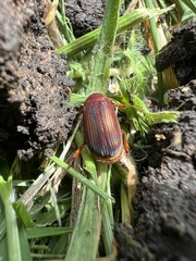 Scarabaeidae
