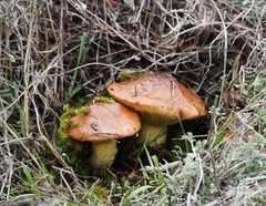 Suillus granulatus