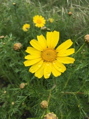 Glebionis coronaria