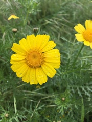 Glebionis coronaria