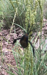 Petascelis remipes