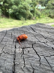Scarabaeidae