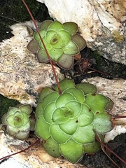 Crassula orbicularis