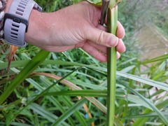 Cyperus dives