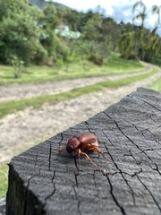 Scarabaeidae