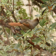 Leptasthenura fuliginiceps