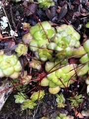 Crassula orbicularis