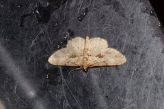 Psilalcis galsworthyi