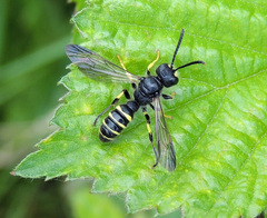 Cerceris arenaria