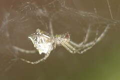 Cyrtophora cicatrosa