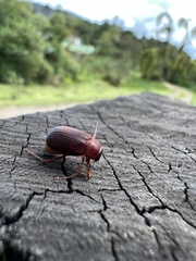 Scarabaeidae