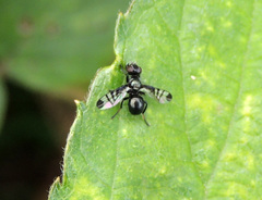 Rivellia syngenesiae