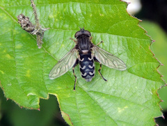 Anasimyia contracta
